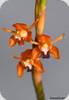 Coelogyne ecarinata